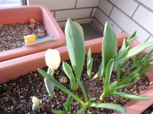 DSCN0493