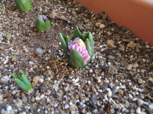DSCN0495