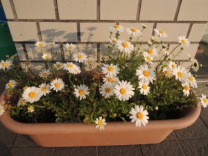 DSCN0497