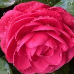 IMG_5995