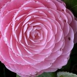 IMG_5997